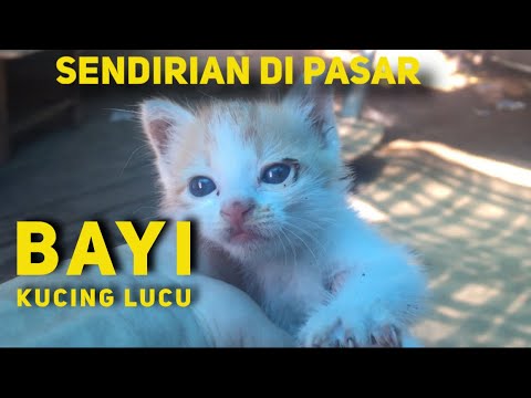 Detail Anak Kucing Yang Lucu Nomer 33