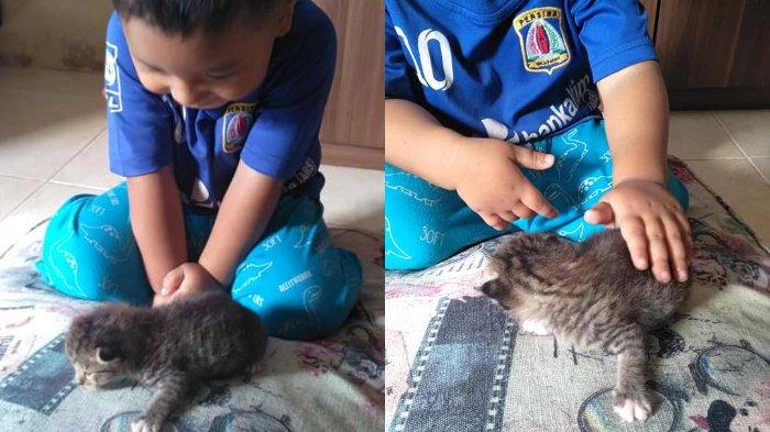 Detail Anak Kucing Yang Lucu Nomer 34