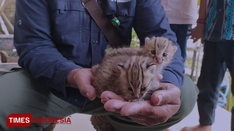 Detail Anak Kucing Yang Lucu Nomer 36