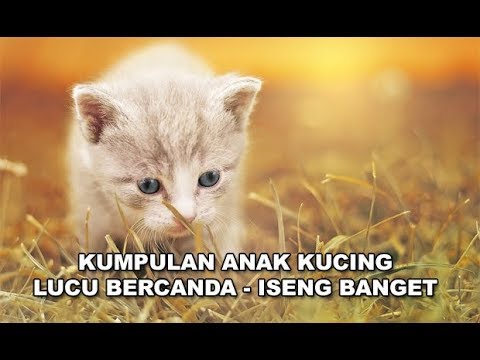 Detail Anak Kucing Yang Lucu Nomer 47