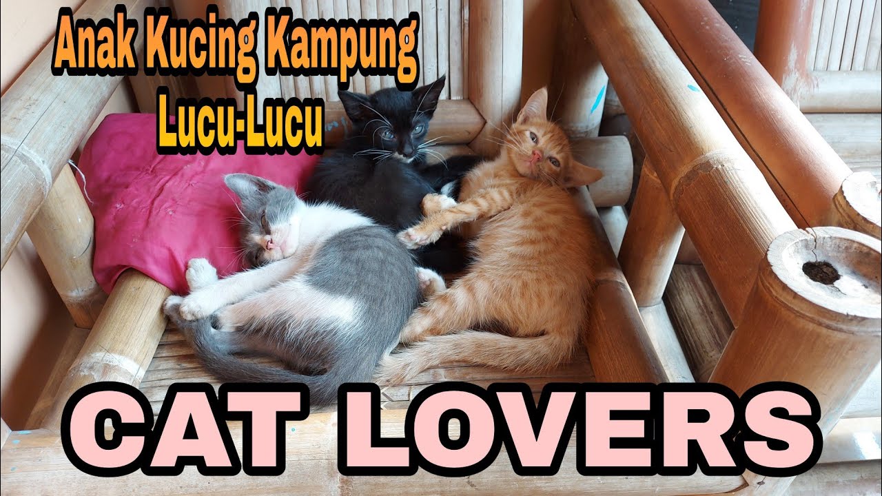 Detail Anak Kucing Yang Lucu Nomer 48