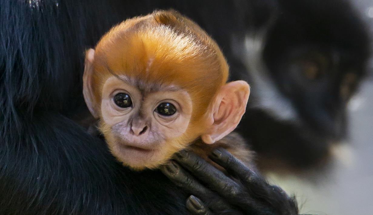 Anak Monyet Baru Lahir - KibrisPDR