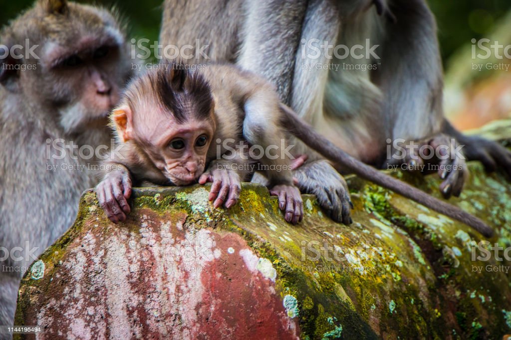 Detail Anak Monyet Baru Lahir Nomer 6