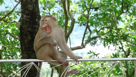 Detail Anak Monyet Diatas Pohon Nomer 37