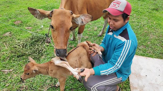 Detail Anak Sapi Lucu Nomer 14