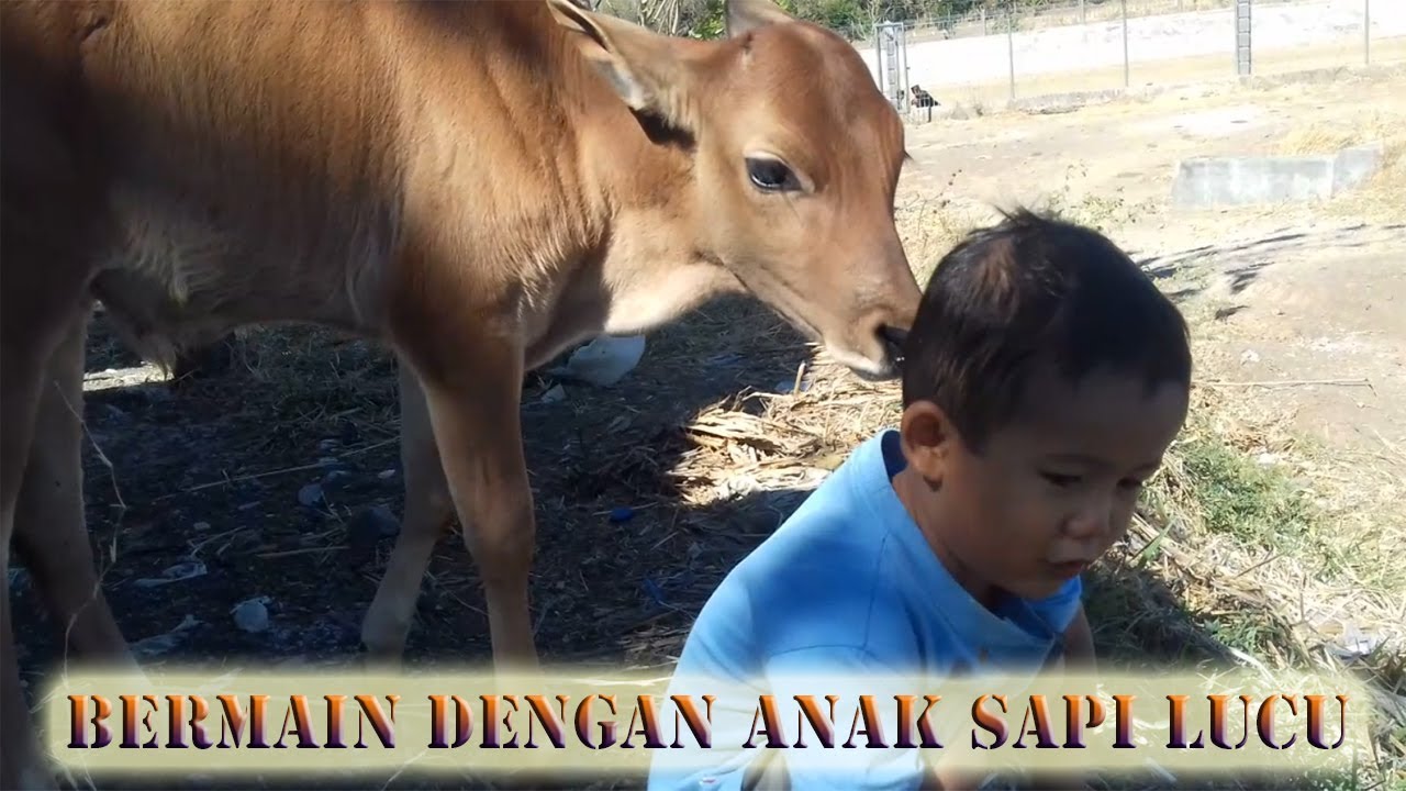 Detail Anak Sapi Lucu Nomer 18