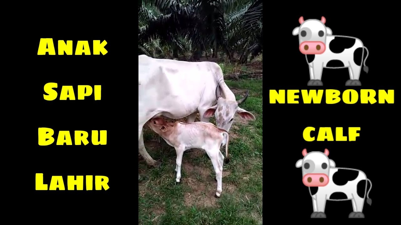 Detail Anak Sapi Lucu Nomer 47