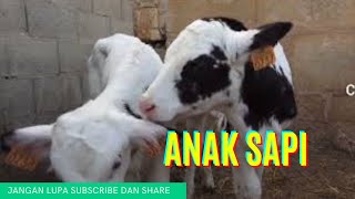 Detail Anak Sapi Lucu Nomer 50