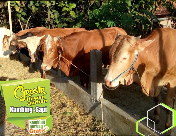 Detail Anak Sapi Metal Nomer 5