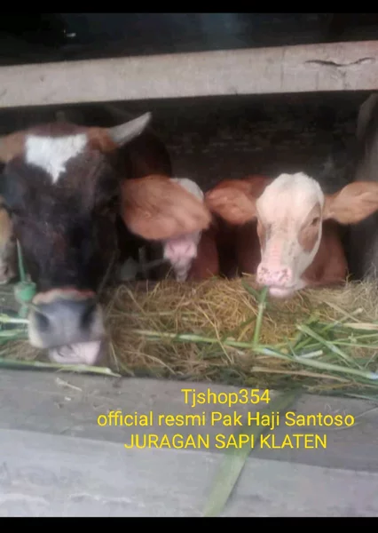 Detail Anak Sapi Metal Nomer 53