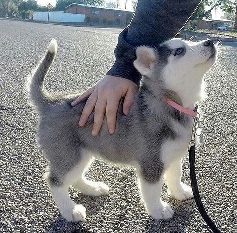 Anak Siberian Husky - KibrisPDR