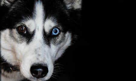 Detail Anak Siberian Husky Nomer 23