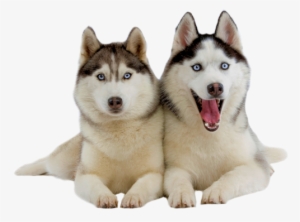 Detail Anak Siberian Husky Nomer 26