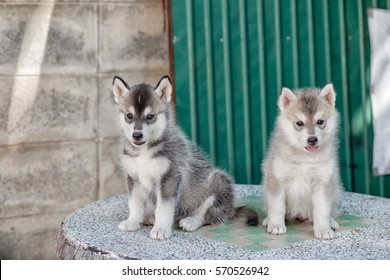 Detail Anak Siberian Husky Nomer 29