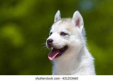 Detail Anak Siberian Husky Nomer 33