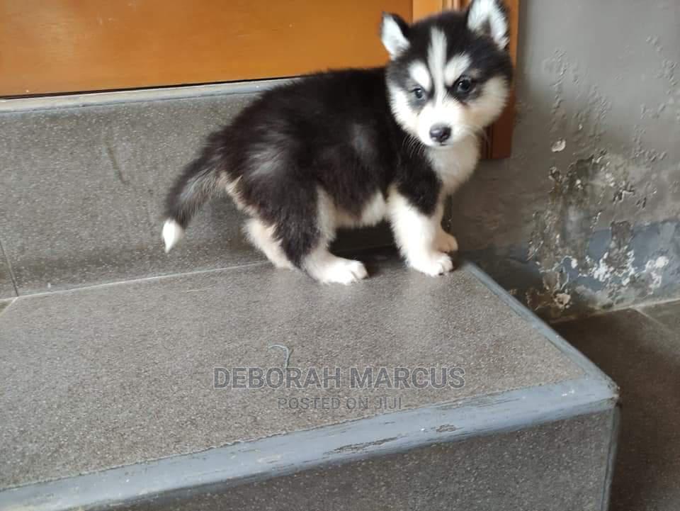 Detail Anak Siberian Husky Nomer 44