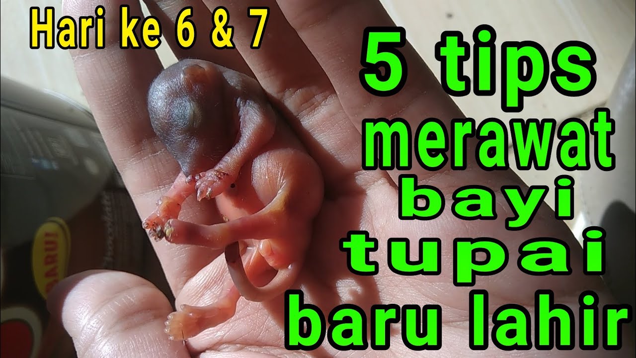 Detail Anak Tupai Baru Lahir Nomer 6