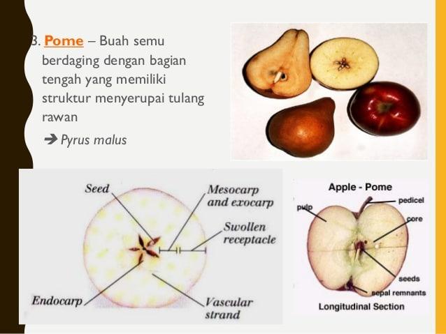 Anatomi Buah Apel - KibrisPDR