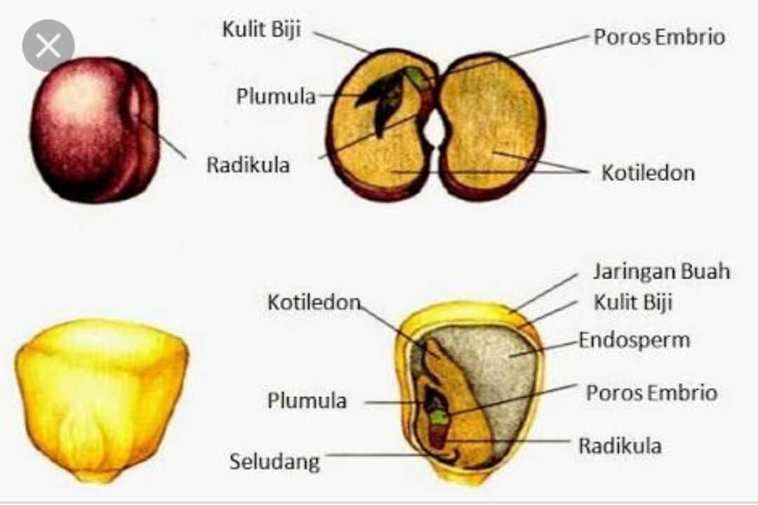 Detail Anatomi Buah Apel Nomer 10