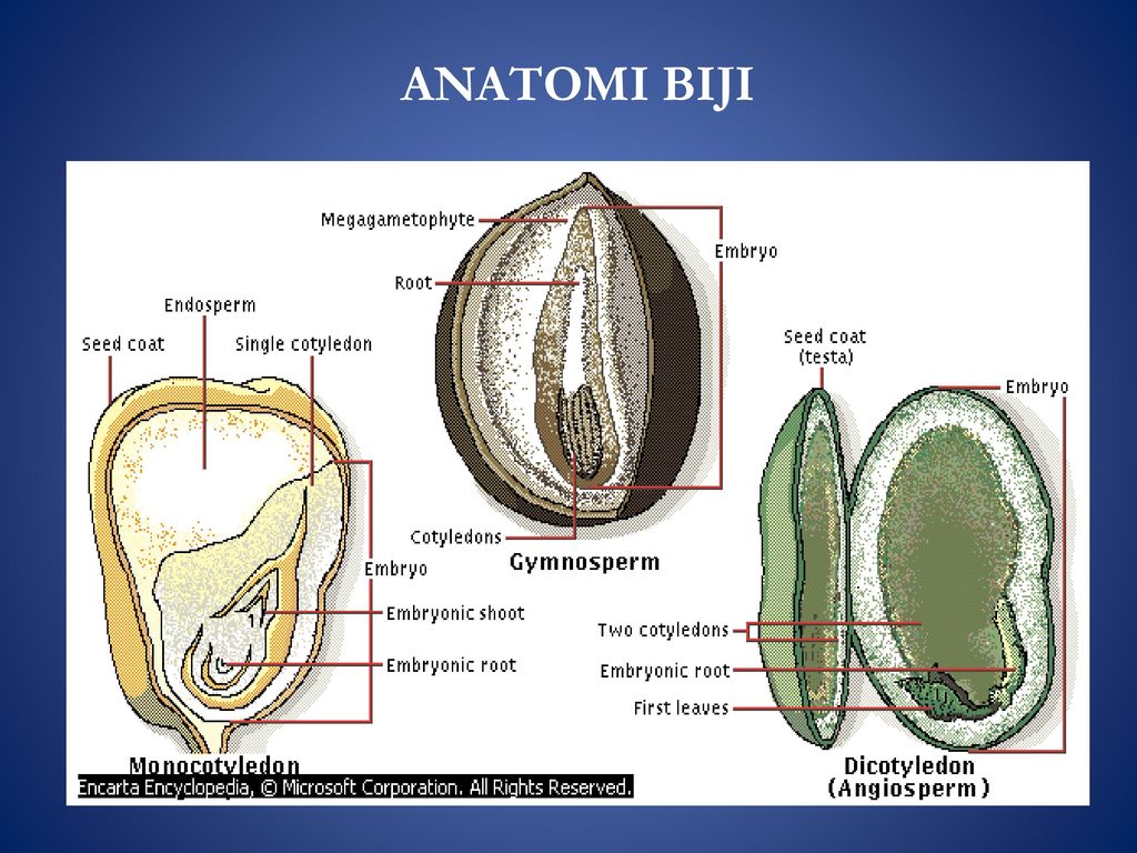 Detail Anatomi Buah Apel Nomer 32