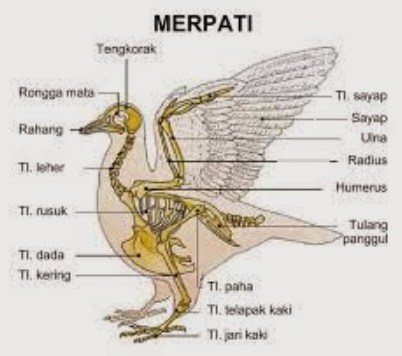 Detail Anatomi Burung Merpati Nomer 14