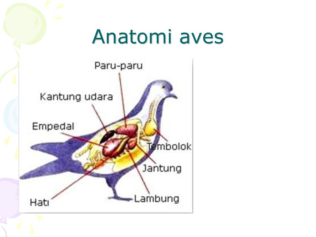 Detail Anatomi Burung Merpati Nomer 15