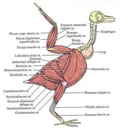 Detail Anatomi Burung Merpati Nomer 3