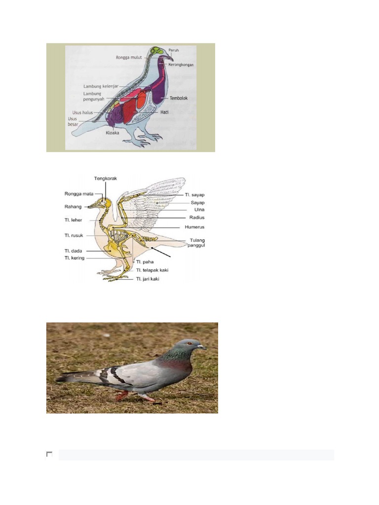 Detail Anatomi Burung Merpati Nomer 18