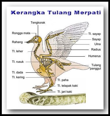 Detail Anatomi Burung Merpati Nomer 20