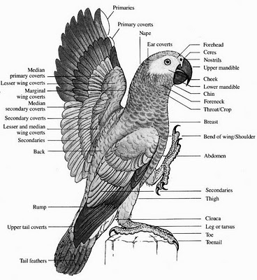 Detail Anatomi Burung Merpati Nomer 27