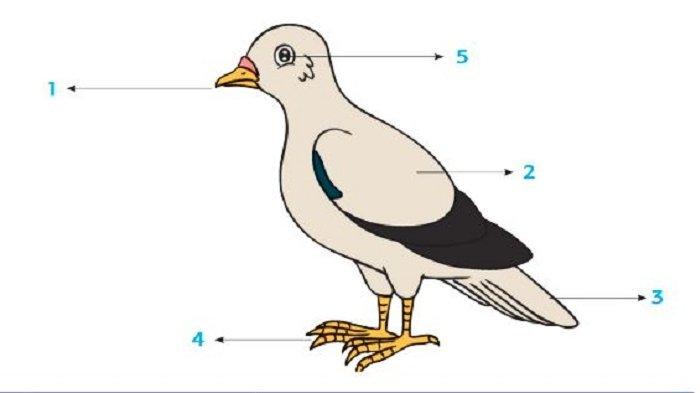 Detail Anatomi Burung Merpati Nomer 32