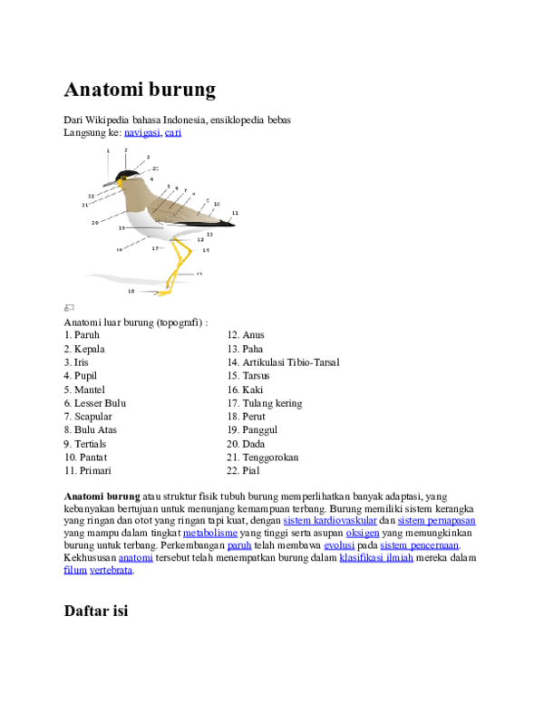 Detail Anatomi Burung Merpati Nomer 40