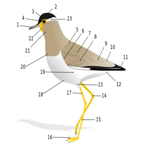 Detail Anatomi Burung Merpati Nomer 44