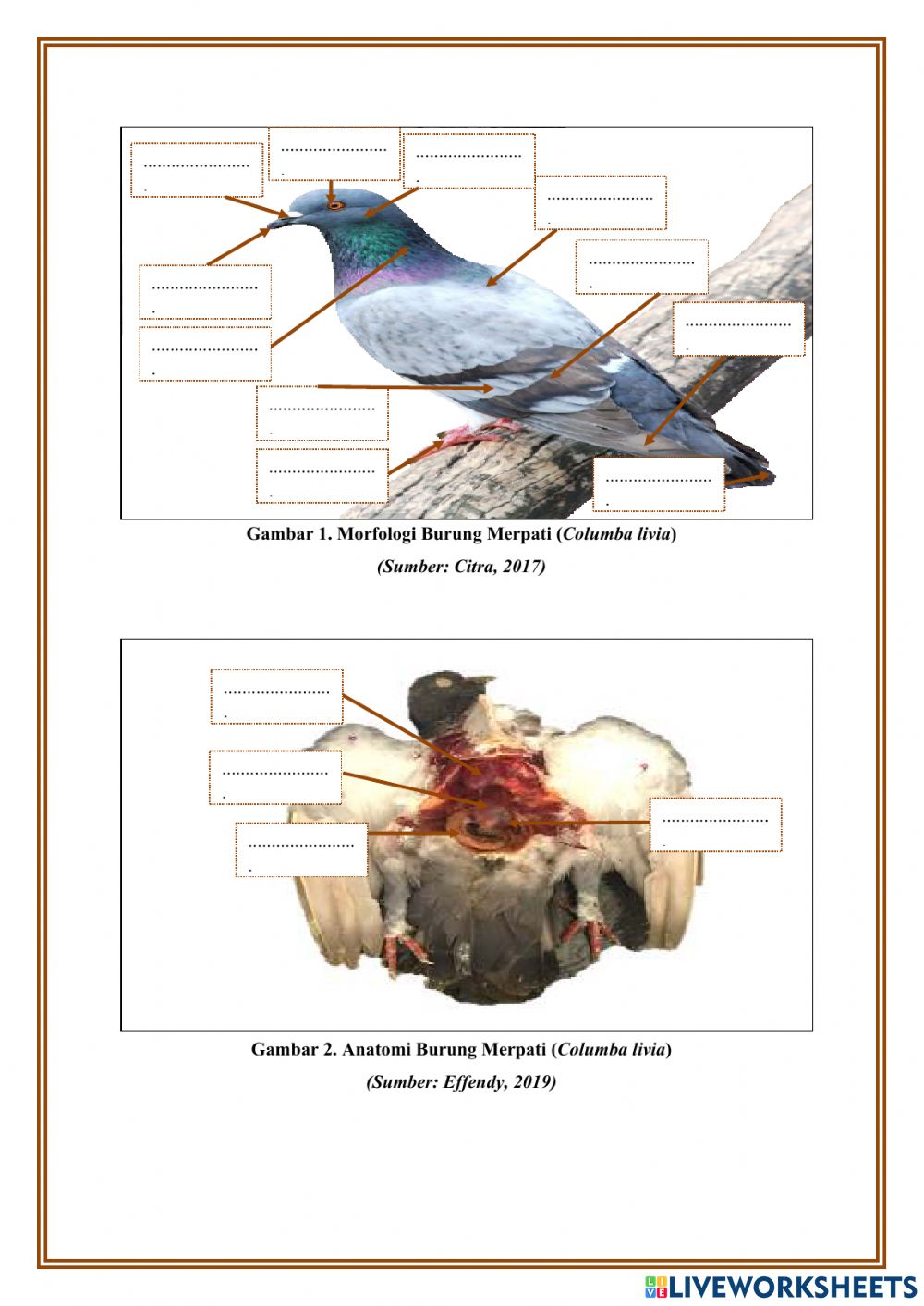 Detail Anatomi Burung Merpati Nomer 9