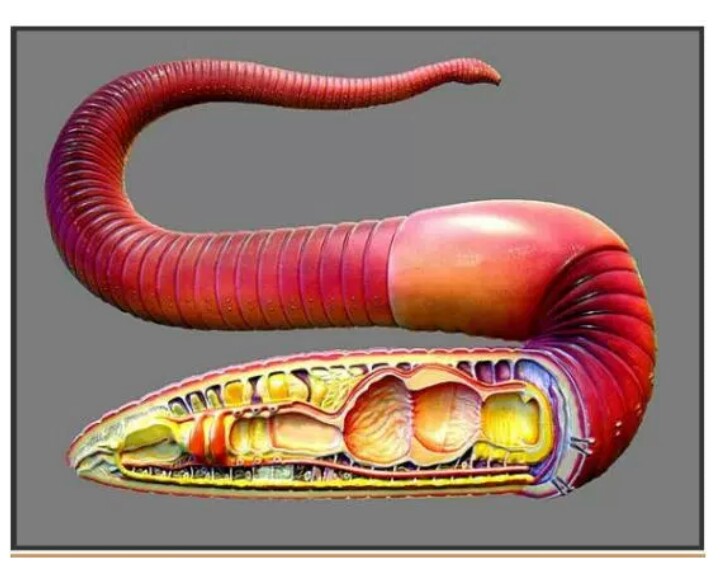 Detail Anatomi Cacing Tanah Nomer 9