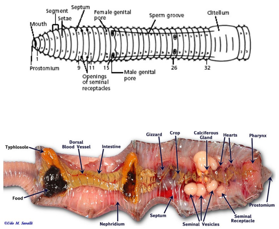 Detail Anatomi Cacing Tanah Nomer 10