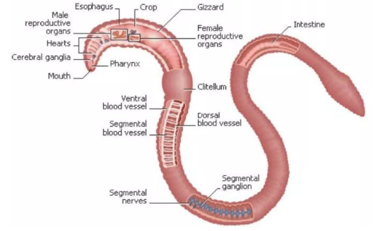 Detail Anatomi Cacing Tanah Nomer 11