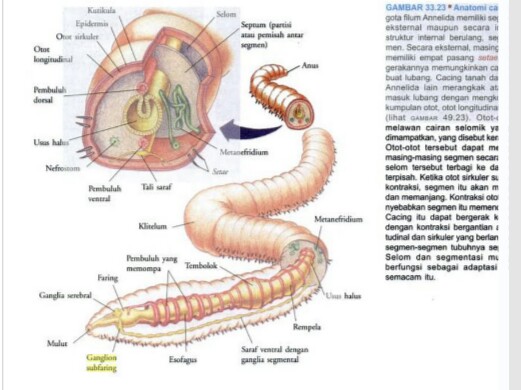 Detail Anatomi Cacing Tanah Nomer 14