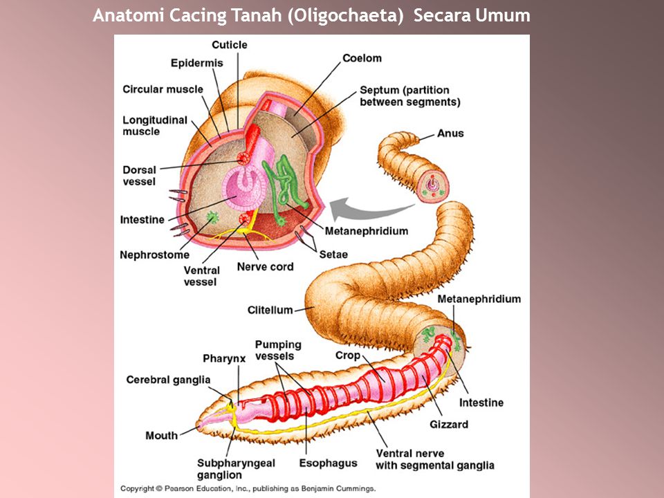 Detail Anatomi Cacing Tanah Nomer 20