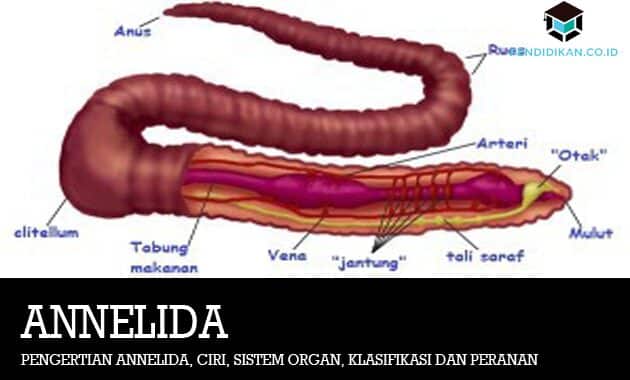 Detail Anatomi Cacing Tanah Nomer 33