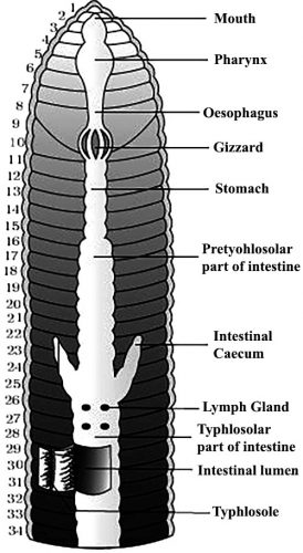 Detail Anatomi Cacing Tanah Nomer 40