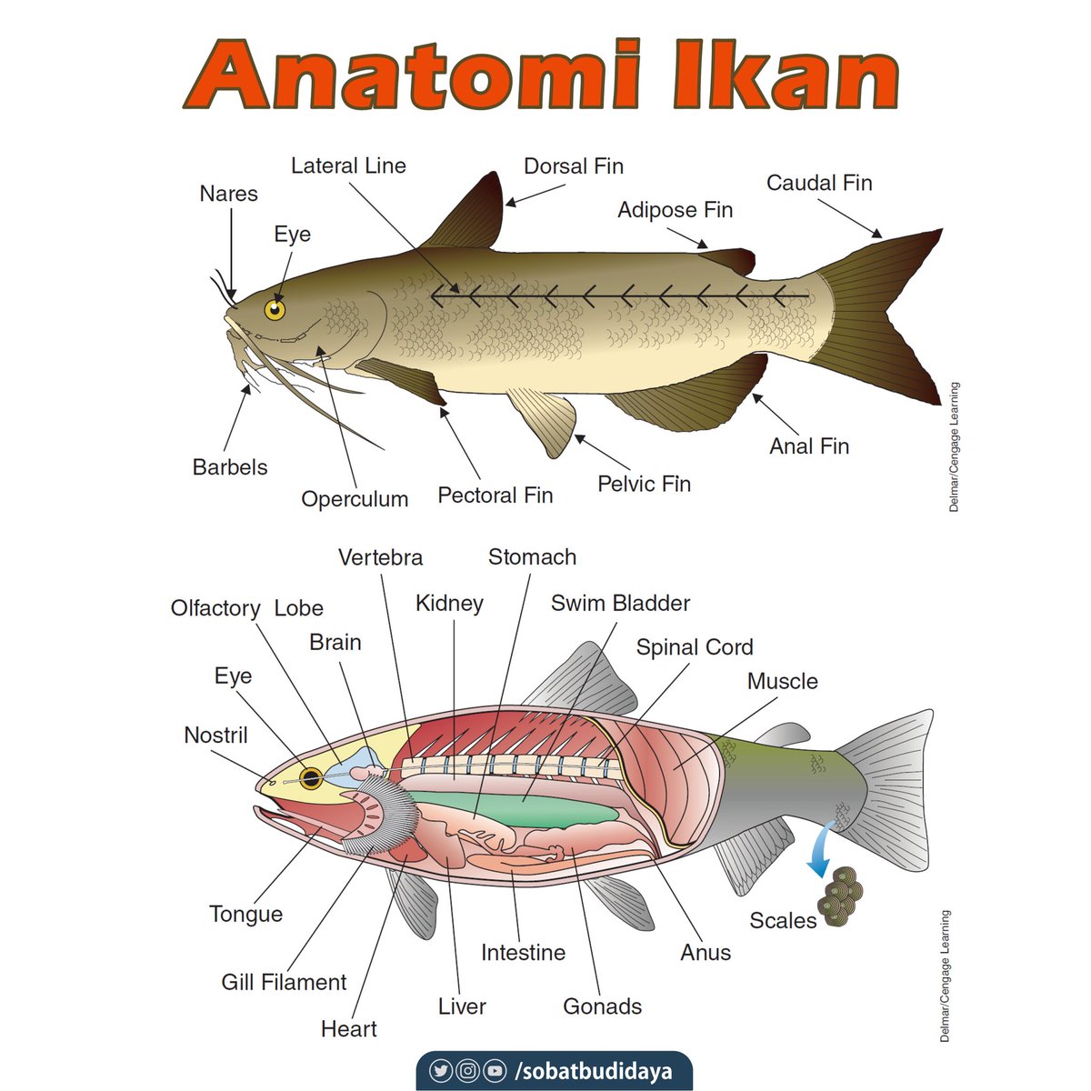detail-anatomi-ikan-cupang-koleksi-nomer-13