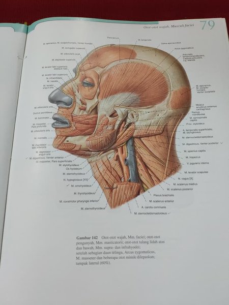 Detail Anatomi Kepala Dan Leher Nomer 23