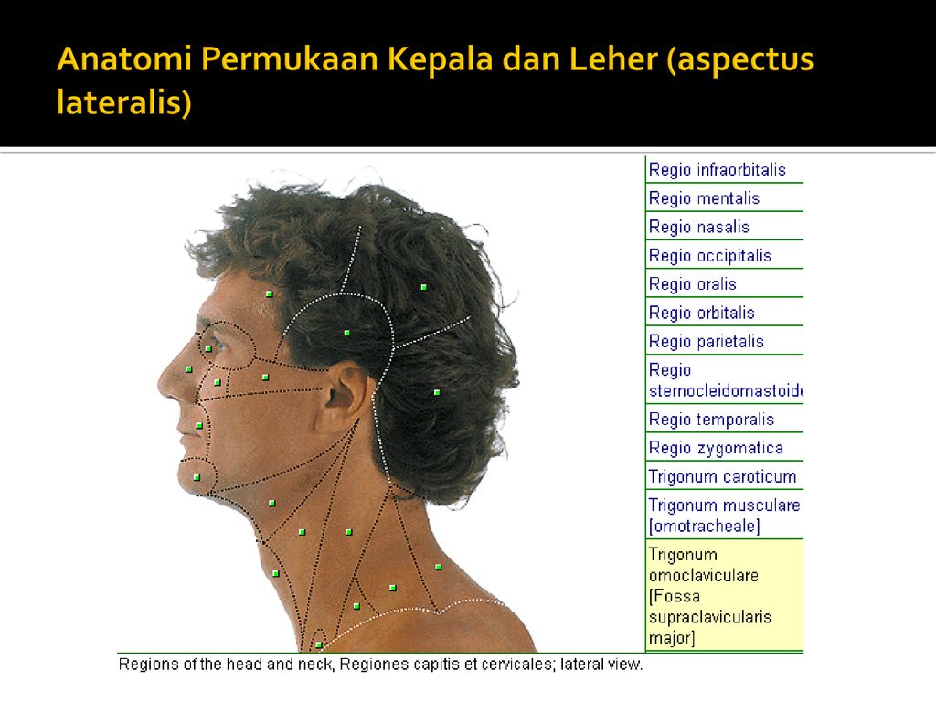 Detail Anatomi Kepala Dan Leher Nomer 45