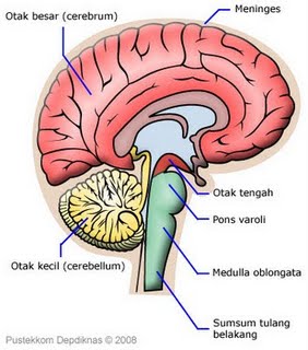 Detail Anatomi Kepala Dan Otak Nomer 12