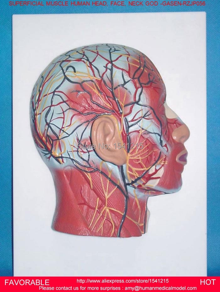 Detail Anatomi Kepala Dan Otak Nomer 19