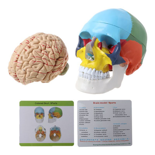 Detail Anatomi Kepala Dan Otak Nomer 23