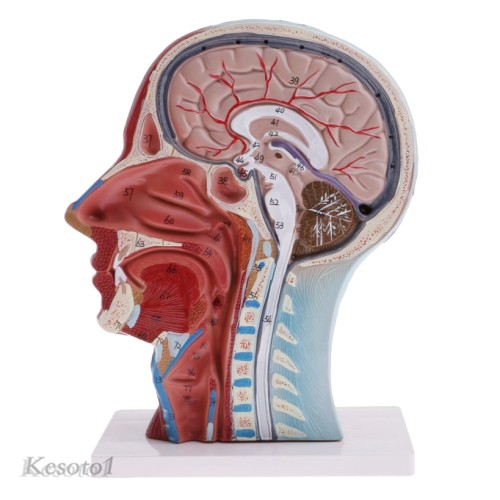 Detail Anatomi Kepala Dan Otak Nomer 24
