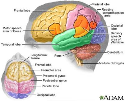 Detail Anatomi Kepala Dan Otak Nomer 4