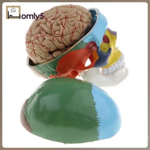 Detail Anatomi Kepala Dan Otak Nomer 27